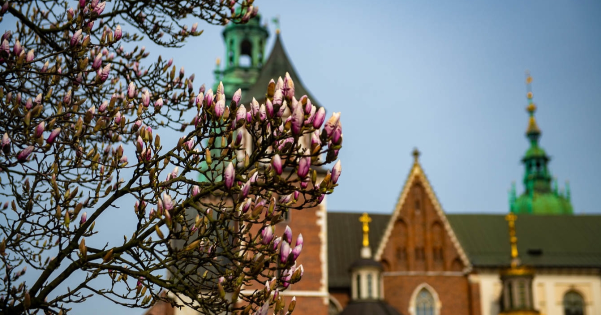 To najpiękniejszy symbol wiosny w Krakowie Kwitną już magnolie na