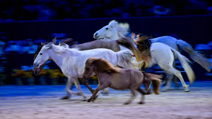 Cavaliada