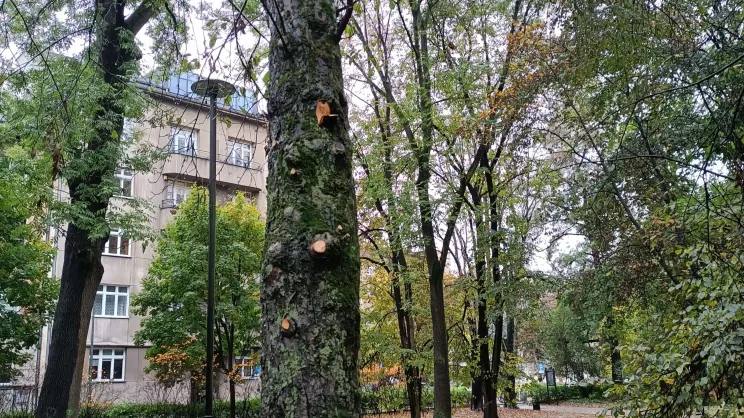 Zniszczone drzewa w parku Krakowskim