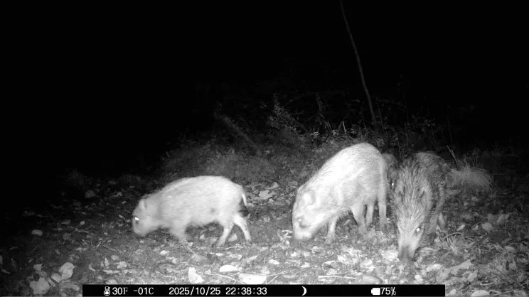 Dziki w Krakowie - zdjęcie z fotopułapki