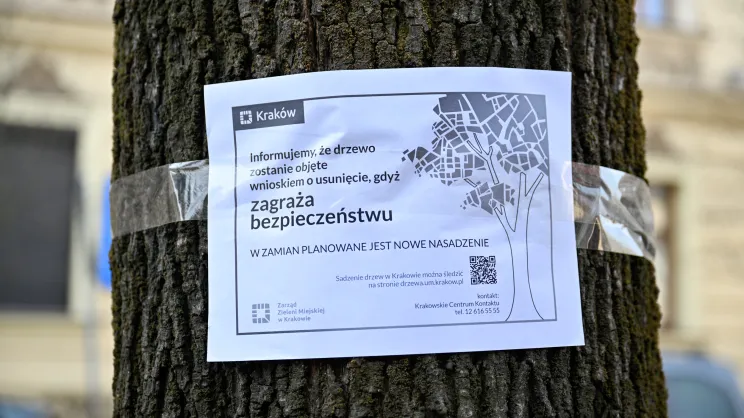 Drzewo przeznaczone do wycinki na pl. Sikorskiego
