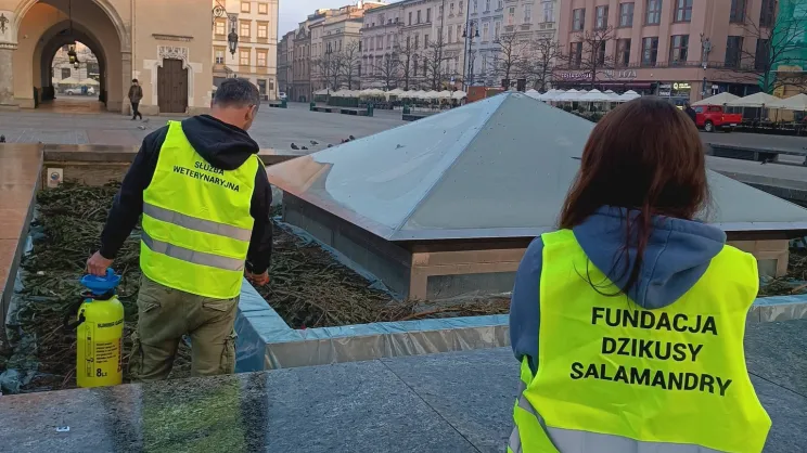 Dezynfekcja fontanny na Rynku Głównym