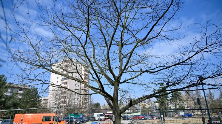Przesadzony dąb na ul. Lipińskiego
