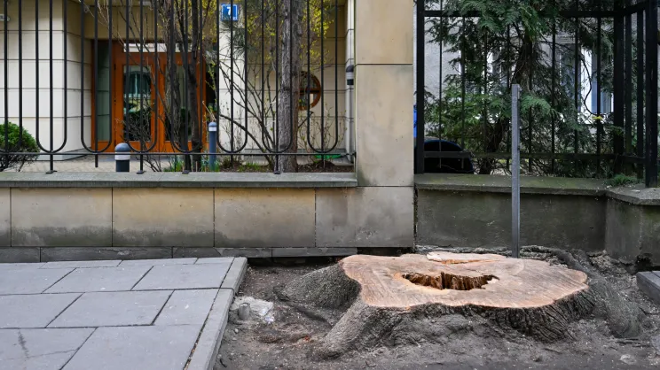 Wycięte drzewo na ul. Cybulskiego