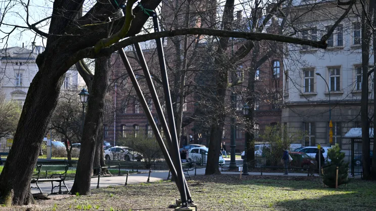 Podpory pod drzewo na Plantach Krakowskich