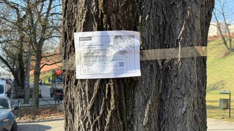 Drzewo przy ul Bernardyńskiej przeznaczone do wycinki