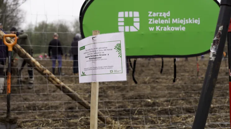 Sadzenie drzew przy ul. Zygmunta Starego