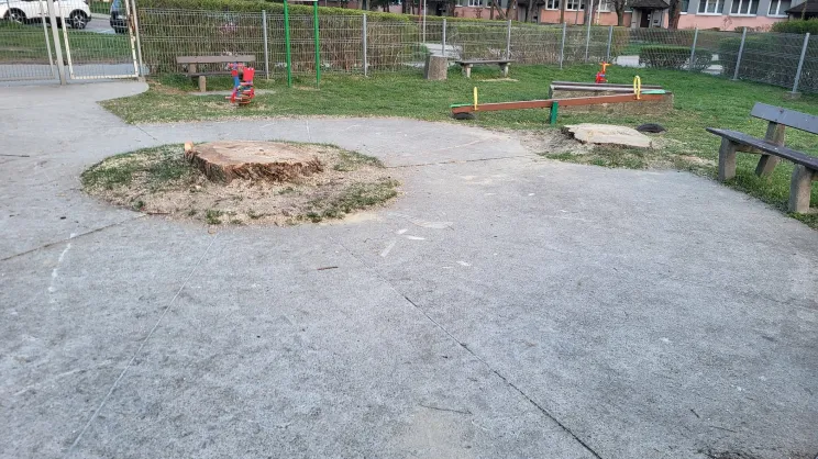 Wycięcie wierzby w Tarnowie