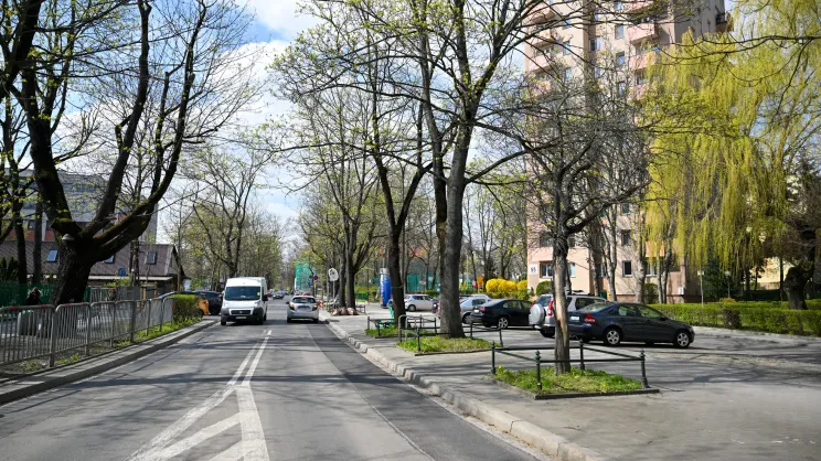 Drzewa zgłoszone pod wycinkę na ul. Mazowieckiej