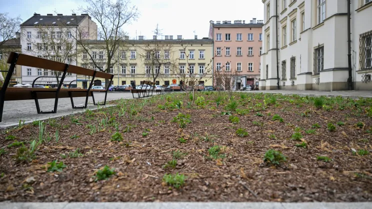 Modernizacja i nasadzenia na Placu Wolnica