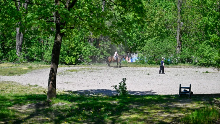 Pobliska stadnina koni