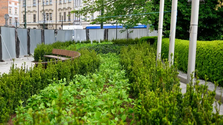 Zielony plac przed UMK