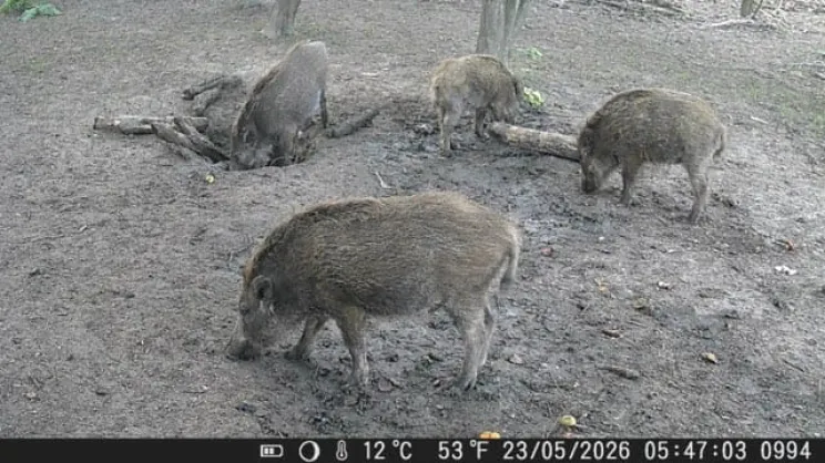 Dziki nagrane na fotopułapce w Krakowie