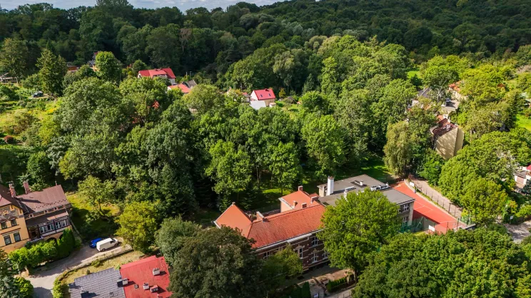 Drzewa przy ul. Królowej Jadwigi 78