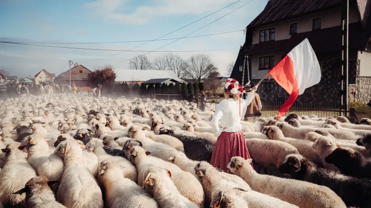 Ostateni jesienny redyk - Lipnica Wielka - Orawa