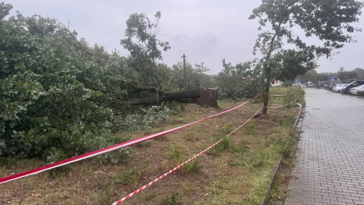 Wycinka drzew przy ul. Glogera