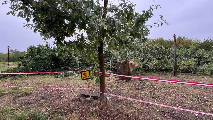 Wycinka drzew przy ul. Glogera
