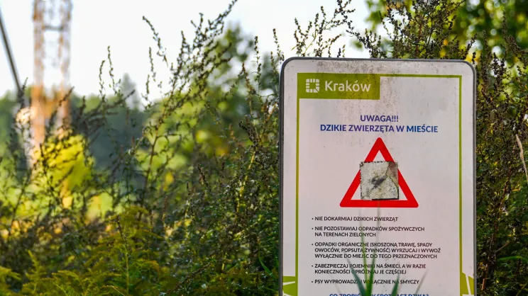 Teren na którym mieszkają bobry, gdzie planowana jest inwestycja