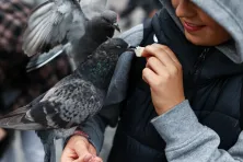 Gołębie na Rynku Głównym