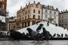 Gołębie przy fontannie na Rynku Głównym
