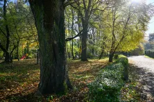 Park przy dworze Czeczów