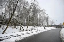 Drzewa do wycinki przy ulicy Prokocimskiej