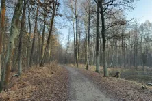 Lasy wokół Krakowa