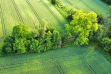 Ambona - zdjęcie przykładowe