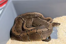 Pyton królewski