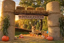 Dyniolandia