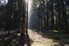 Las w powiecie myślenickim