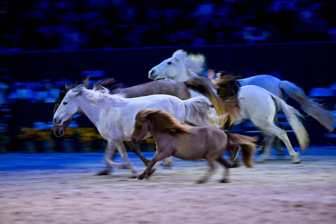 Cavaliada