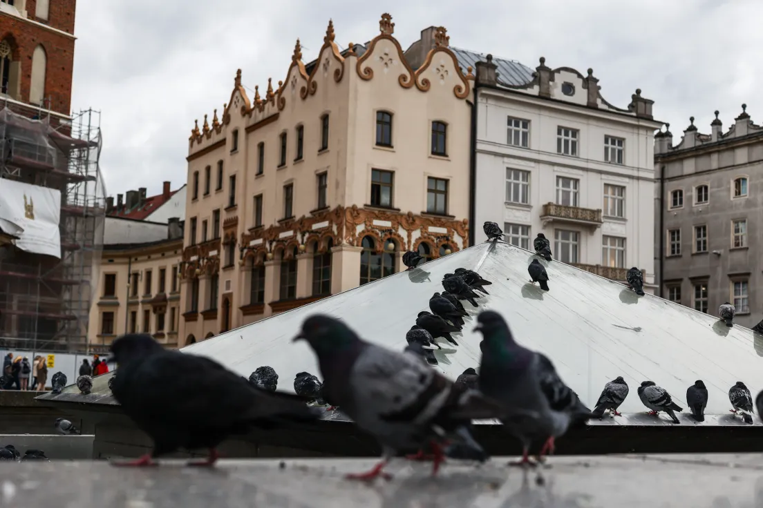 Gołębie przy fontannie na Rynku Głównym