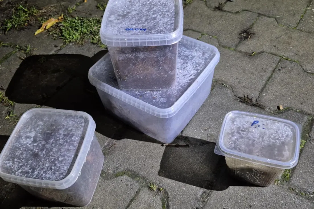 Pająki w koszu na śmieci