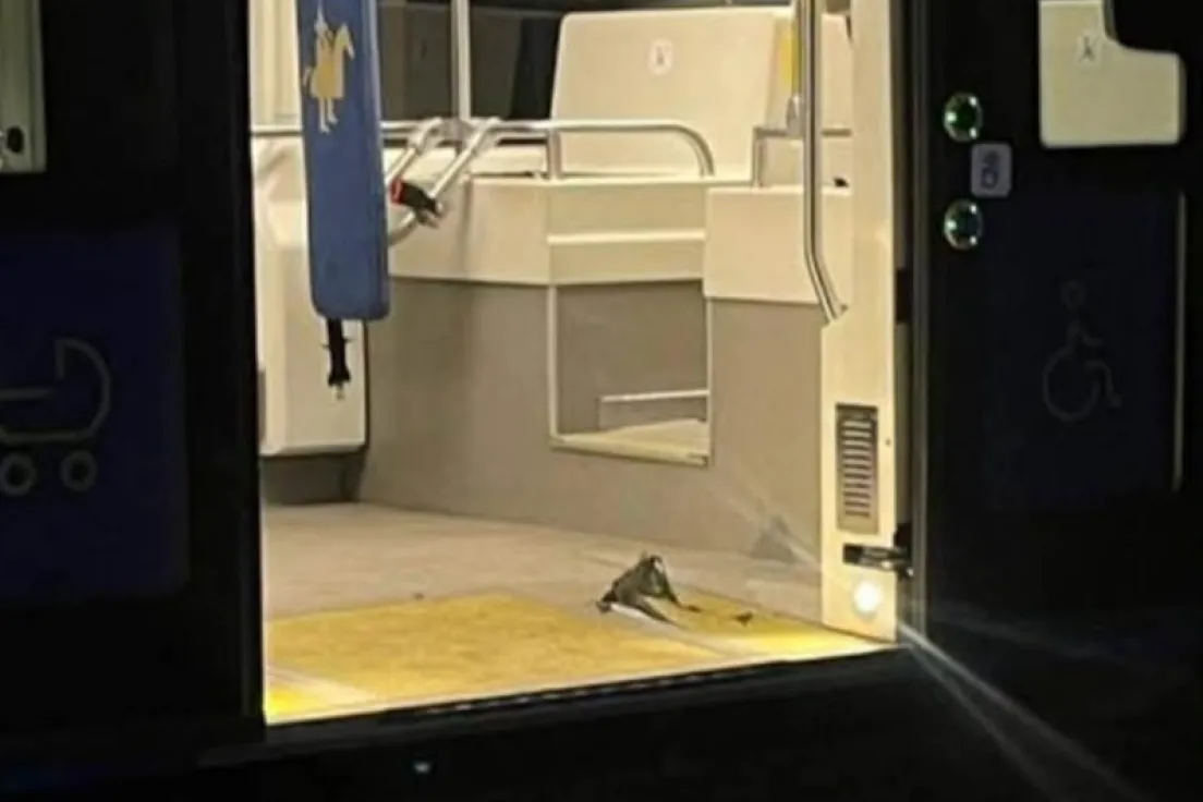 Uszkodzona podłoga tramwaju na ul. Starowiślnej