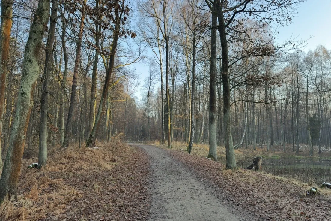 Lasy wokół Krakowa