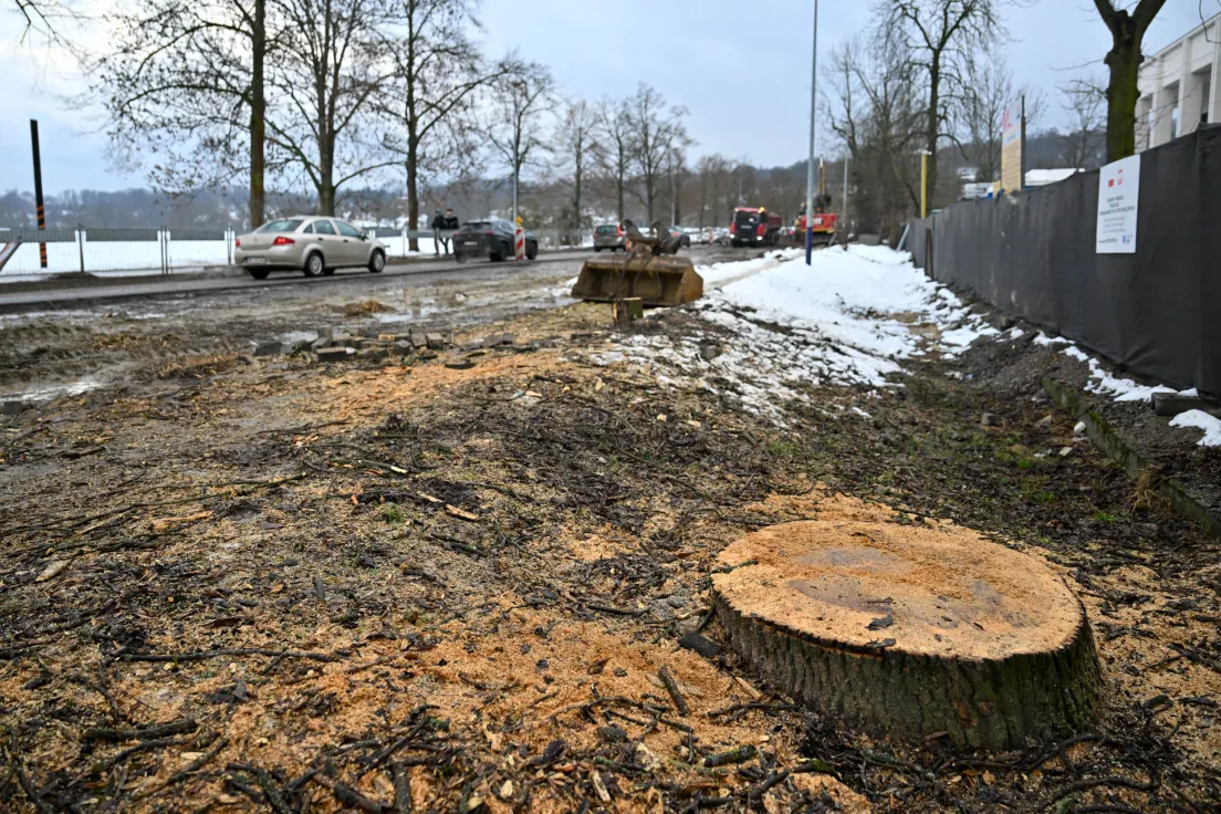 Wycinka drzew przy ul. Piastowskiej