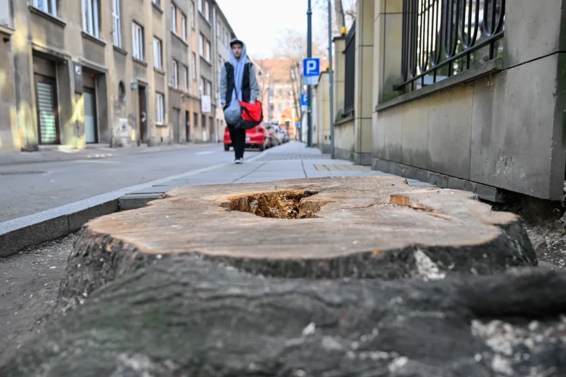 Wycięte drzewo na ul. Cybulskiego