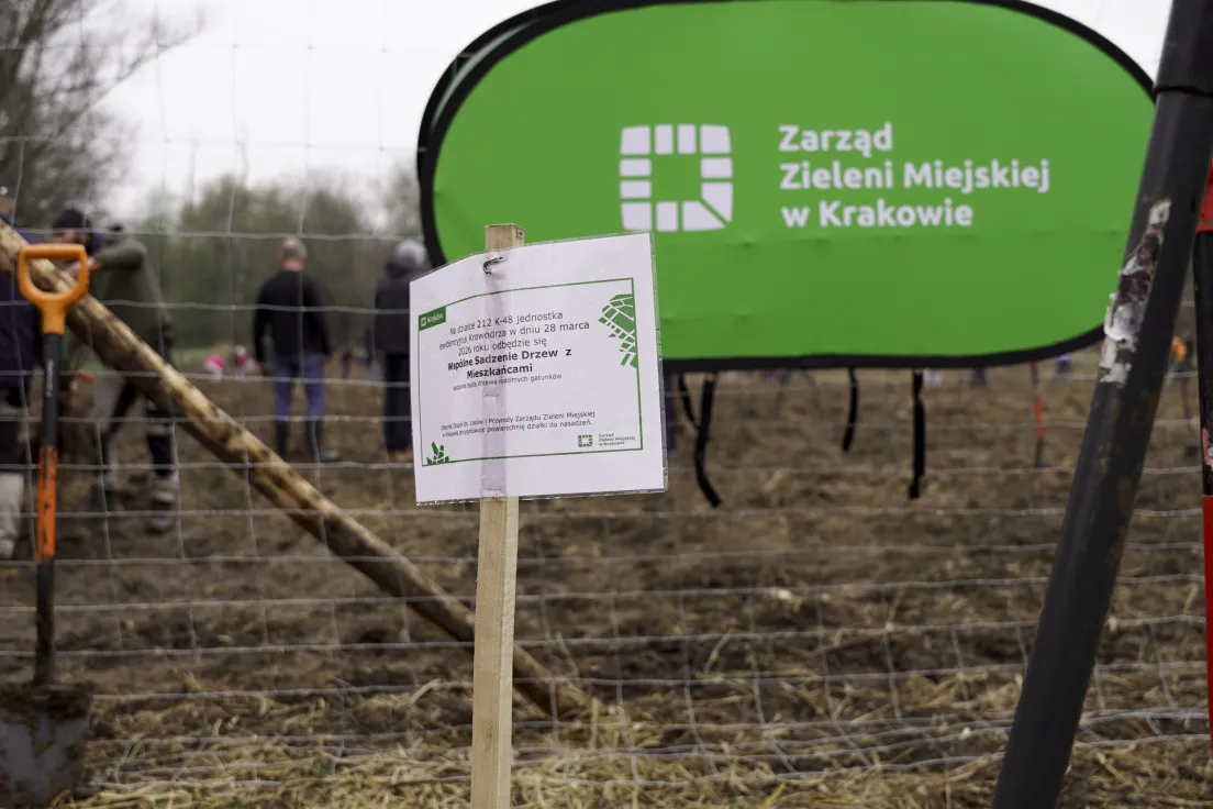Sadzenie drzew przy ul. Zygmunta Starego
