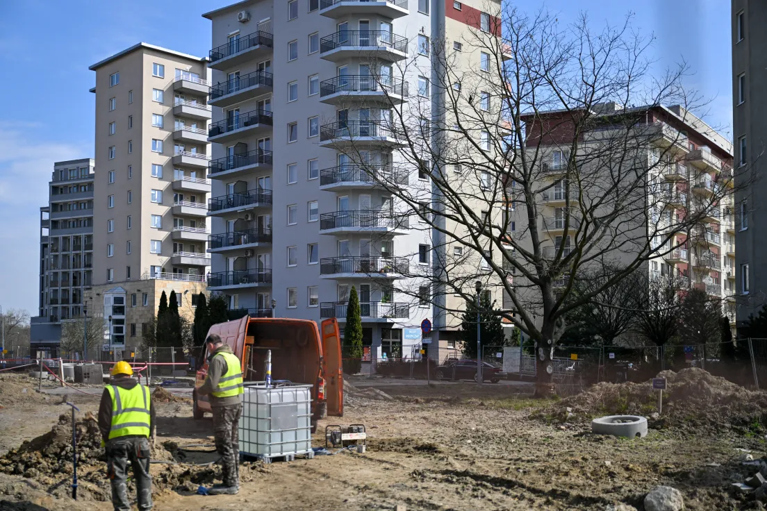 Przesadzony dąb na ul. Lipińskiego