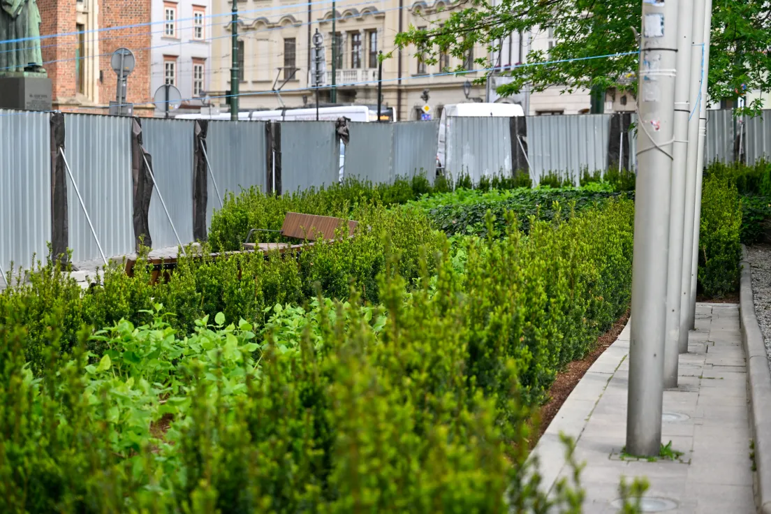 Zielony plac przed UMK