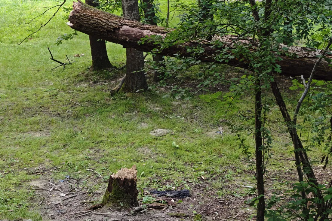 Połamane drzewa w Parku Lilli Wenedy