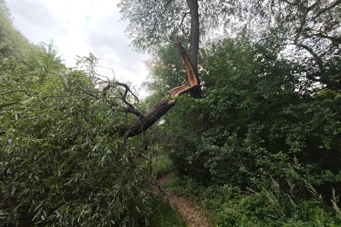 Połamane drzewa w Parku Lilli Wenedy