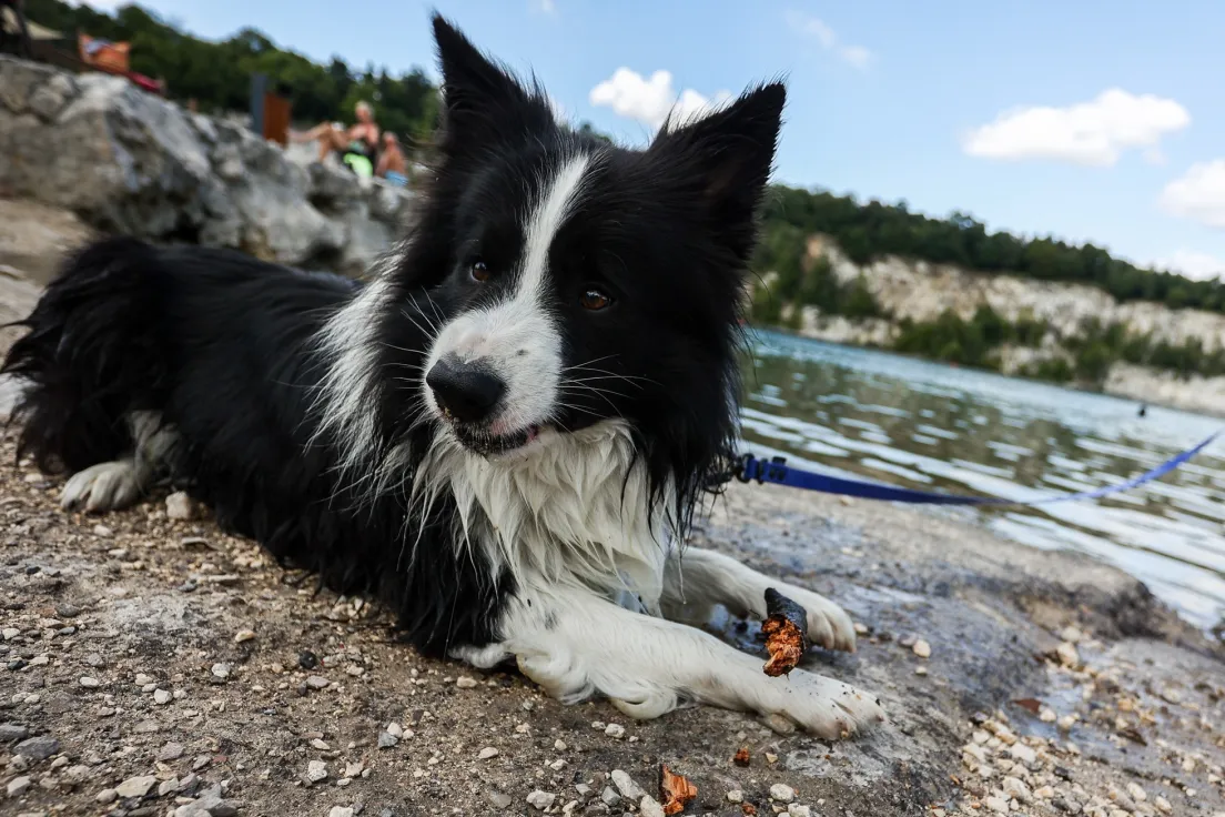 Pies na Zakrzówku