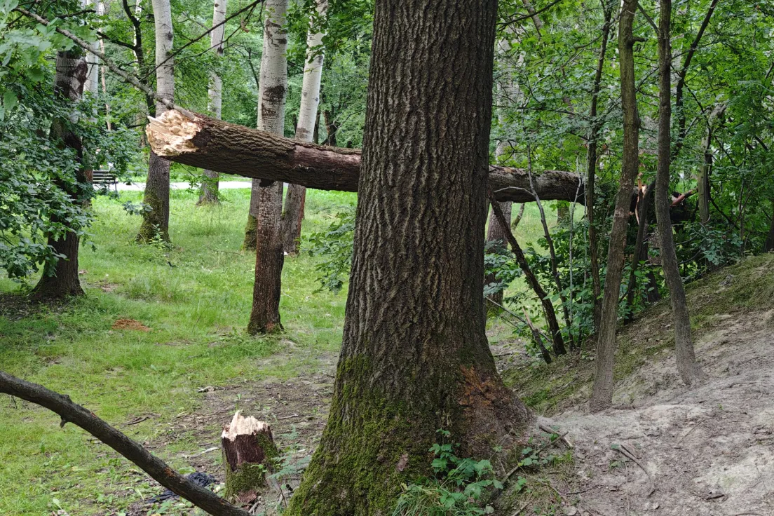 Połamane drzewa w Parku Lilli Wenedy