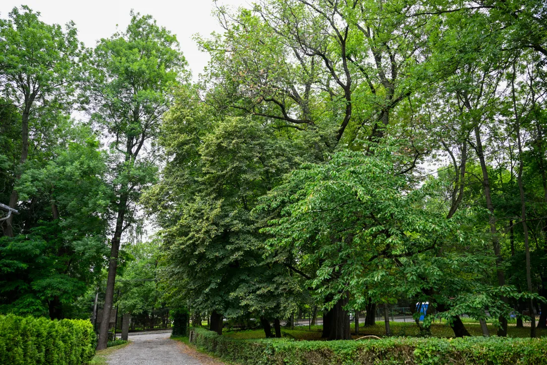 Park przy Dworze Czeczów