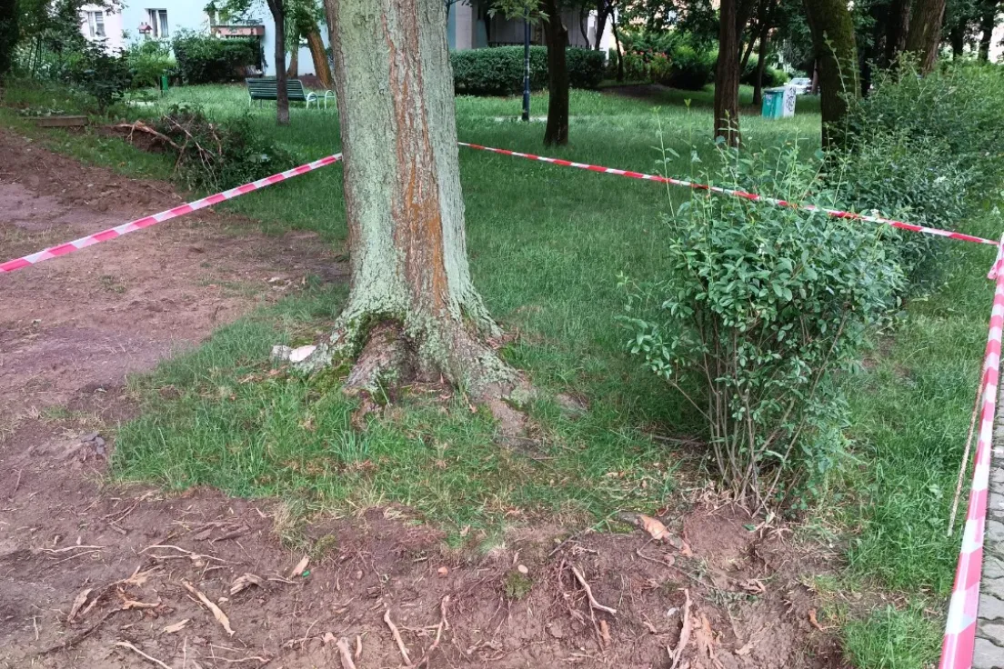 Uszkodzenie drzew na osiedlu Dywizjonu 303 podczas prowadzonych prac