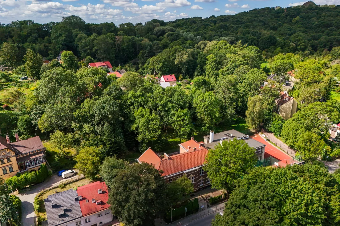 Drzewa przy ul. Królowej Jadwigi 78
