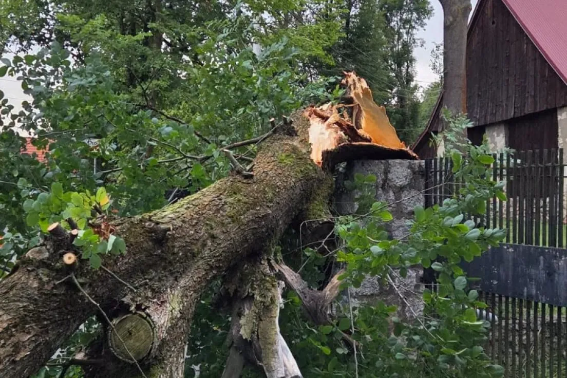 Powalone drzewo na ulicę Dziewiarzy
