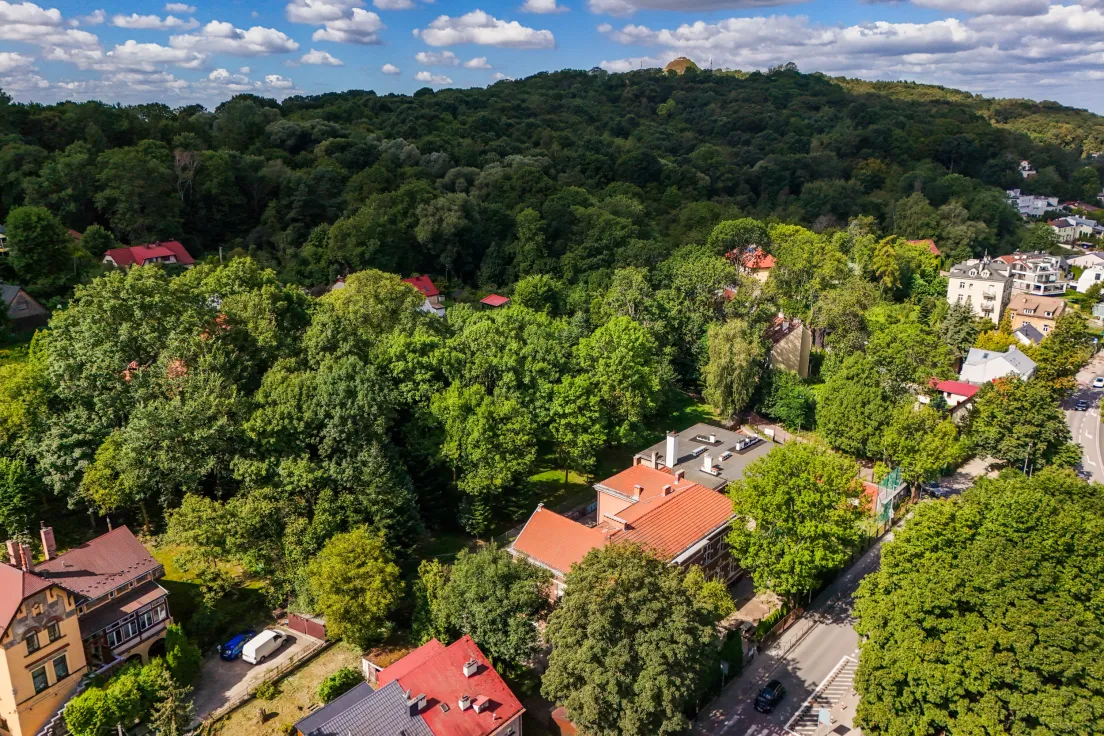 Drzewa przy ul. Królowej Jadwigi 78